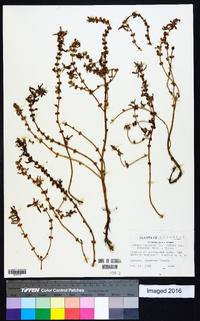 Rotala ramosior image