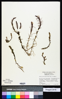 Rotala myriophylloides image