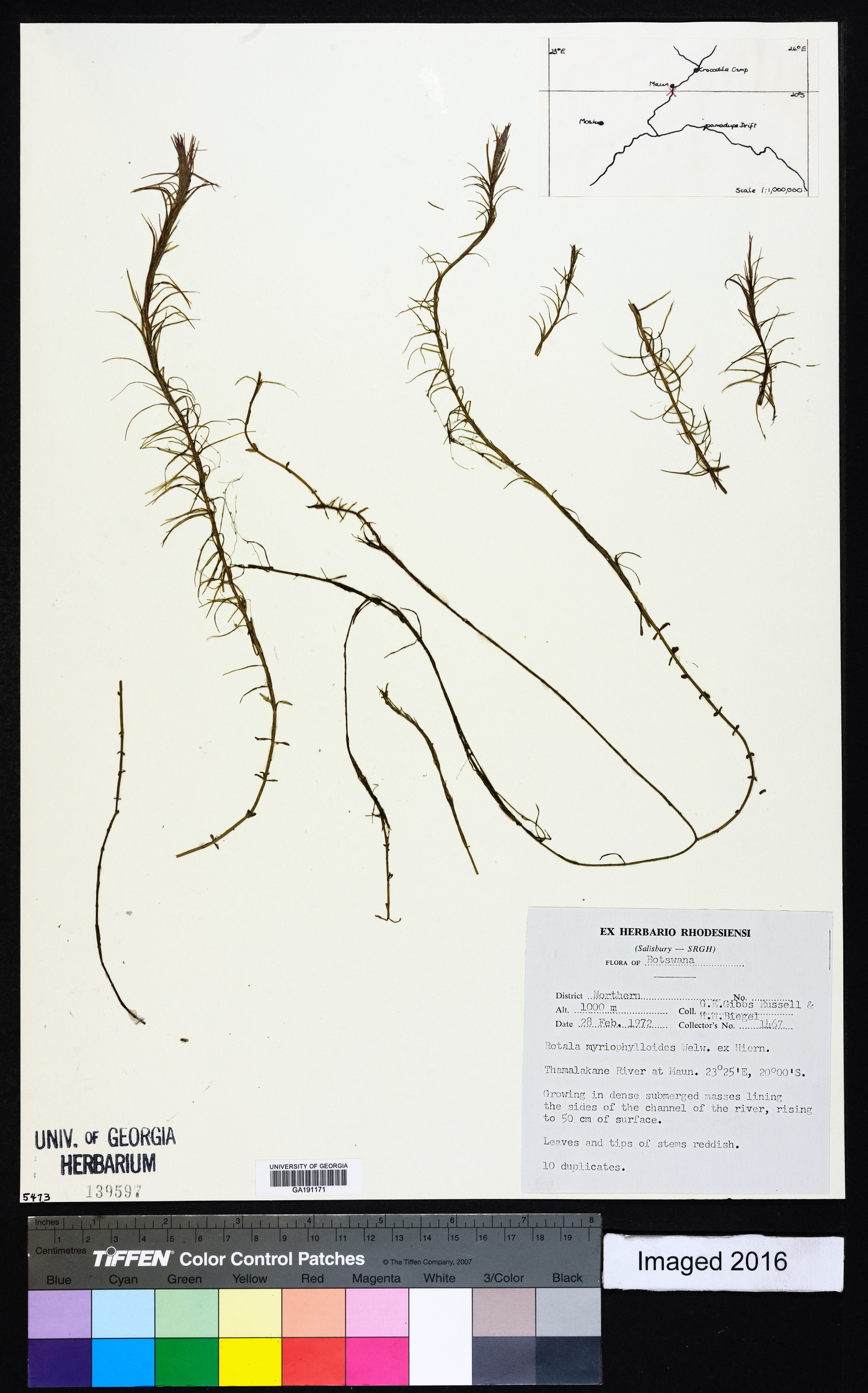 Rotala myriophylloides image