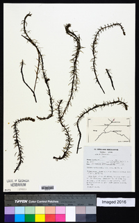 Rotala myriophylloides image