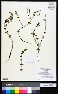 Rotala rotundifolia image