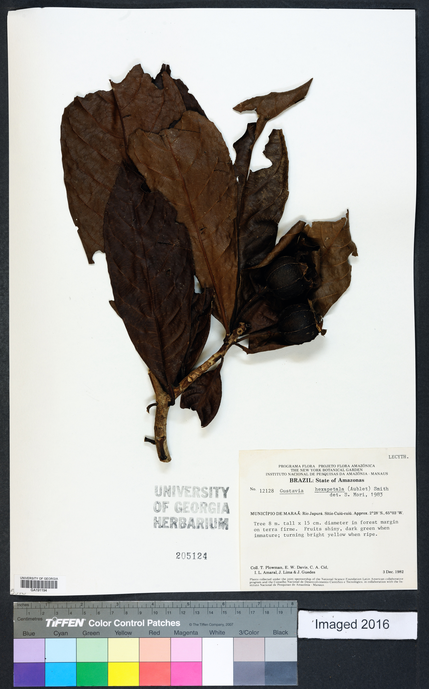 Gustavia hexapetala image