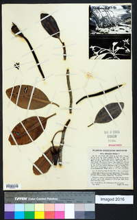 Rhizophora mangle image