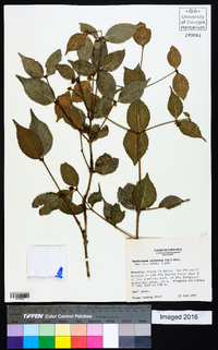 Cassipourea guianensis image