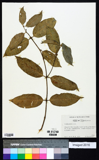 Cassipourea guianensis image