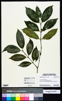 Cassipourea guianensis image