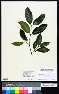 Cassipourea guianensis image