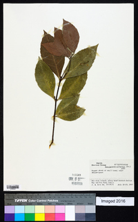 Cassipourea guianensis image