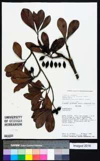 Terminalia oxycarpa image