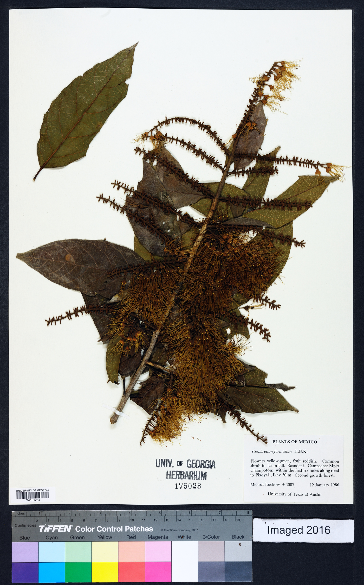 Combretum farinosum image