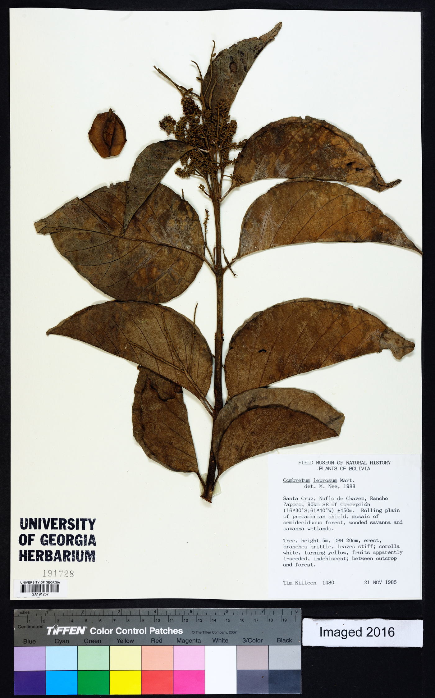 Combretum leprosum image