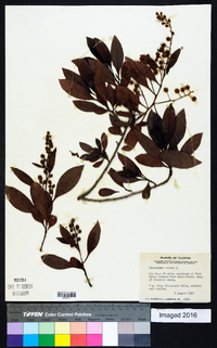 Conocarpus erectus image