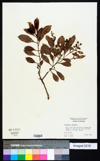 Conocarpus erectus image