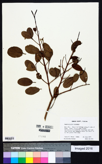 Laguncularia racemosa image