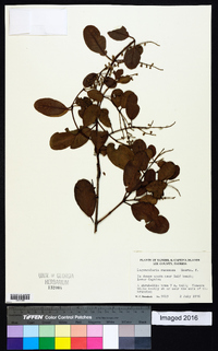 Laguncularia racemosa image