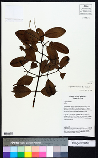 Laguncularia racemosa image