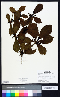 Terminalia amazonia image