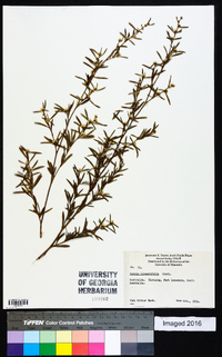 Taxandria linearifolia image
