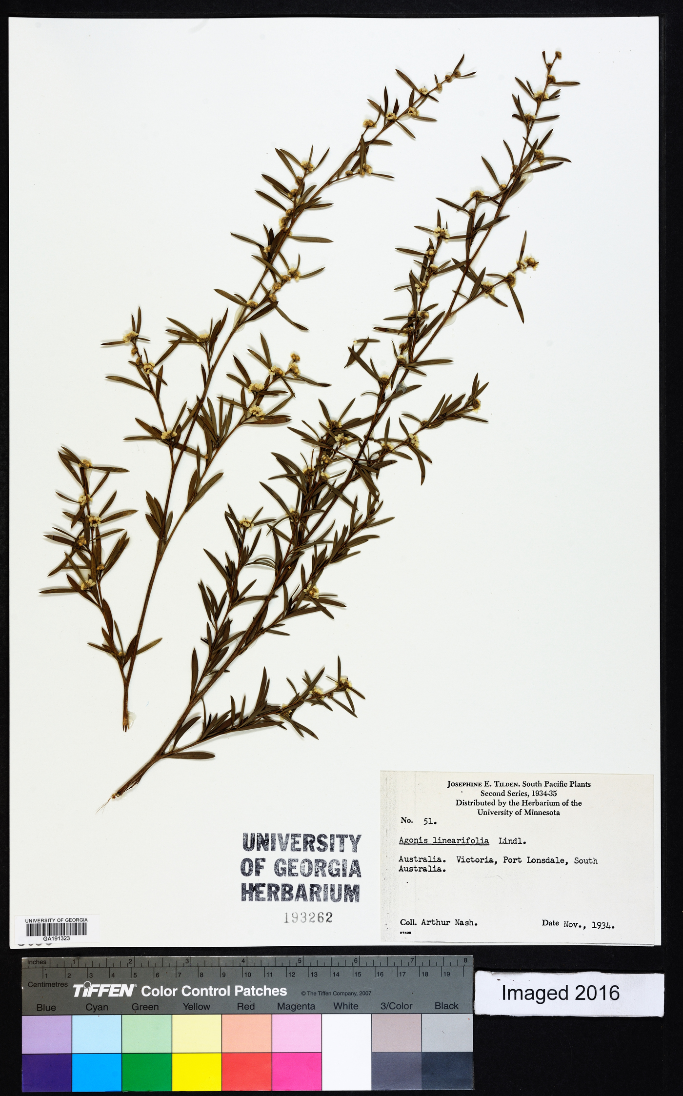 Taxandria linearifolia image