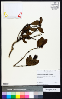 Image of Archirhodomyrtus baladensis