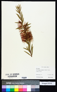 Callistemon citrinus image