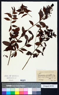 Decaspermum parviflorum image