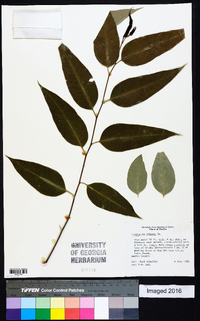 Eucalyptus robusta image