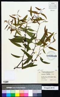 Eucalyptus viminalis image