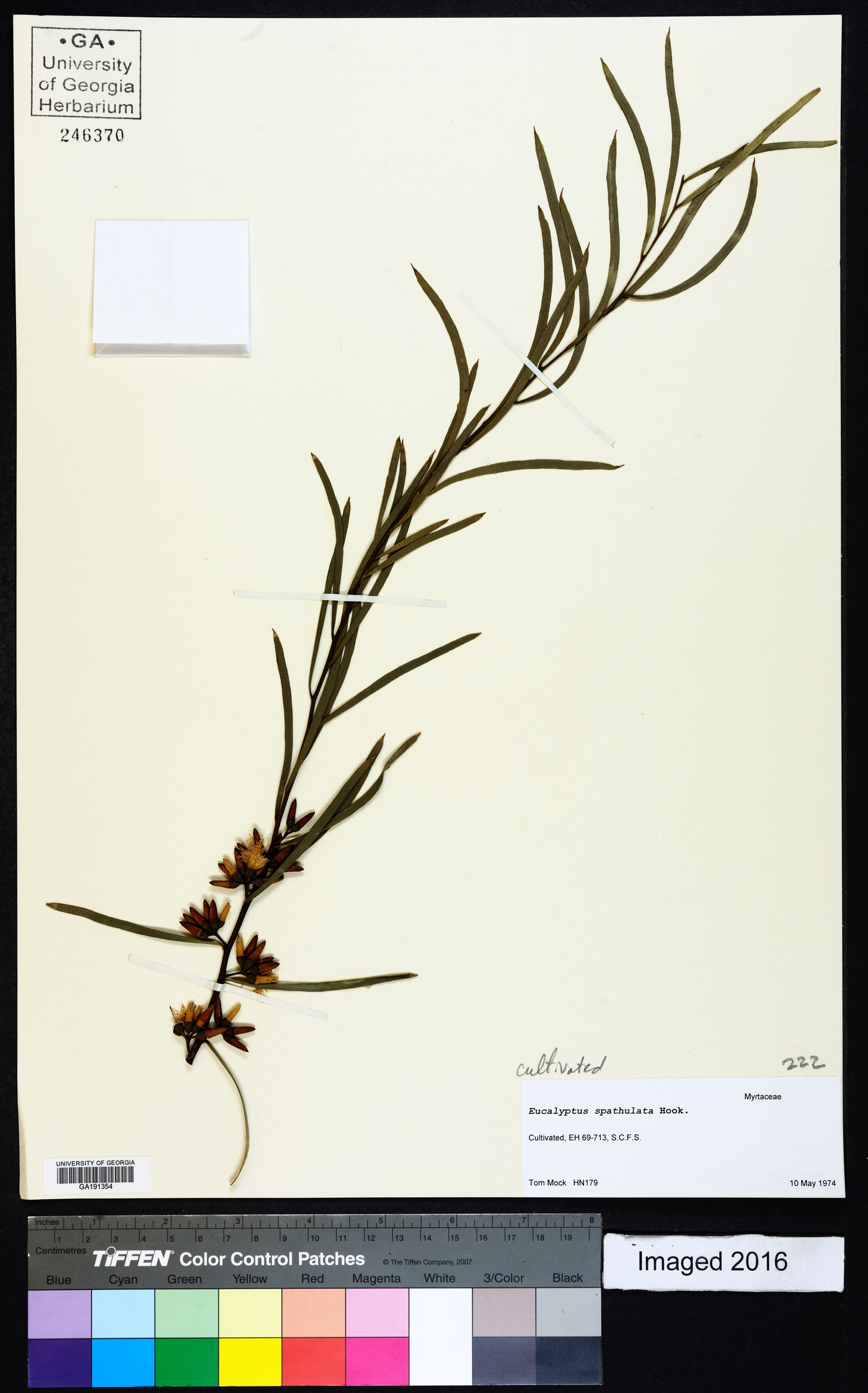 Eucalyptus spathulata image
