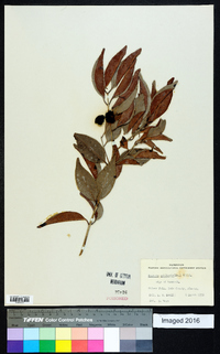 Eugenia axillaris image