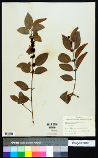 Eugenia axillaris image