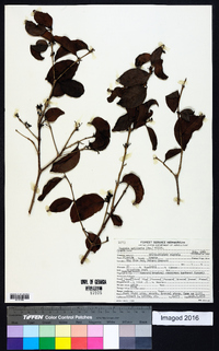 Eugenia axillaris image