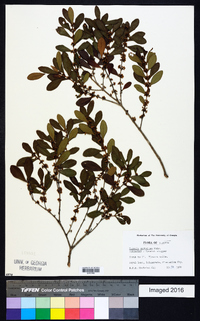 Eugenia foetida image