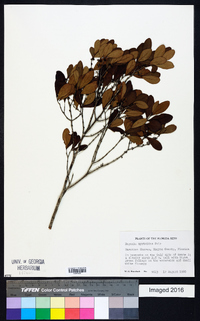 Eugenia foetida image