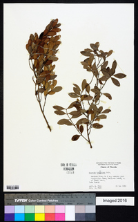 Eugenia foetida image