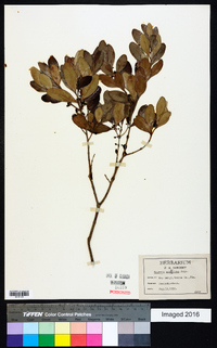 Eugenia foetida image