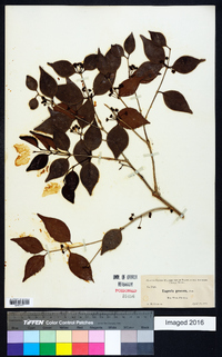 Eugenia procera image