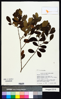 Eugenia foetida image