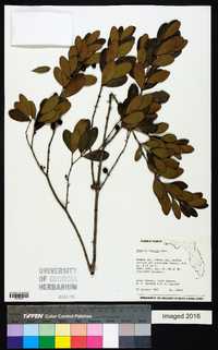 Eugenia foetida image