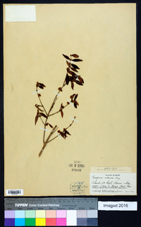 Image of Syzygium brachiatum