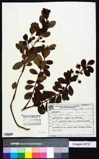 Eugenia speciosa image