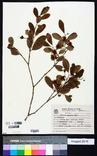 Eugenia speciosa image