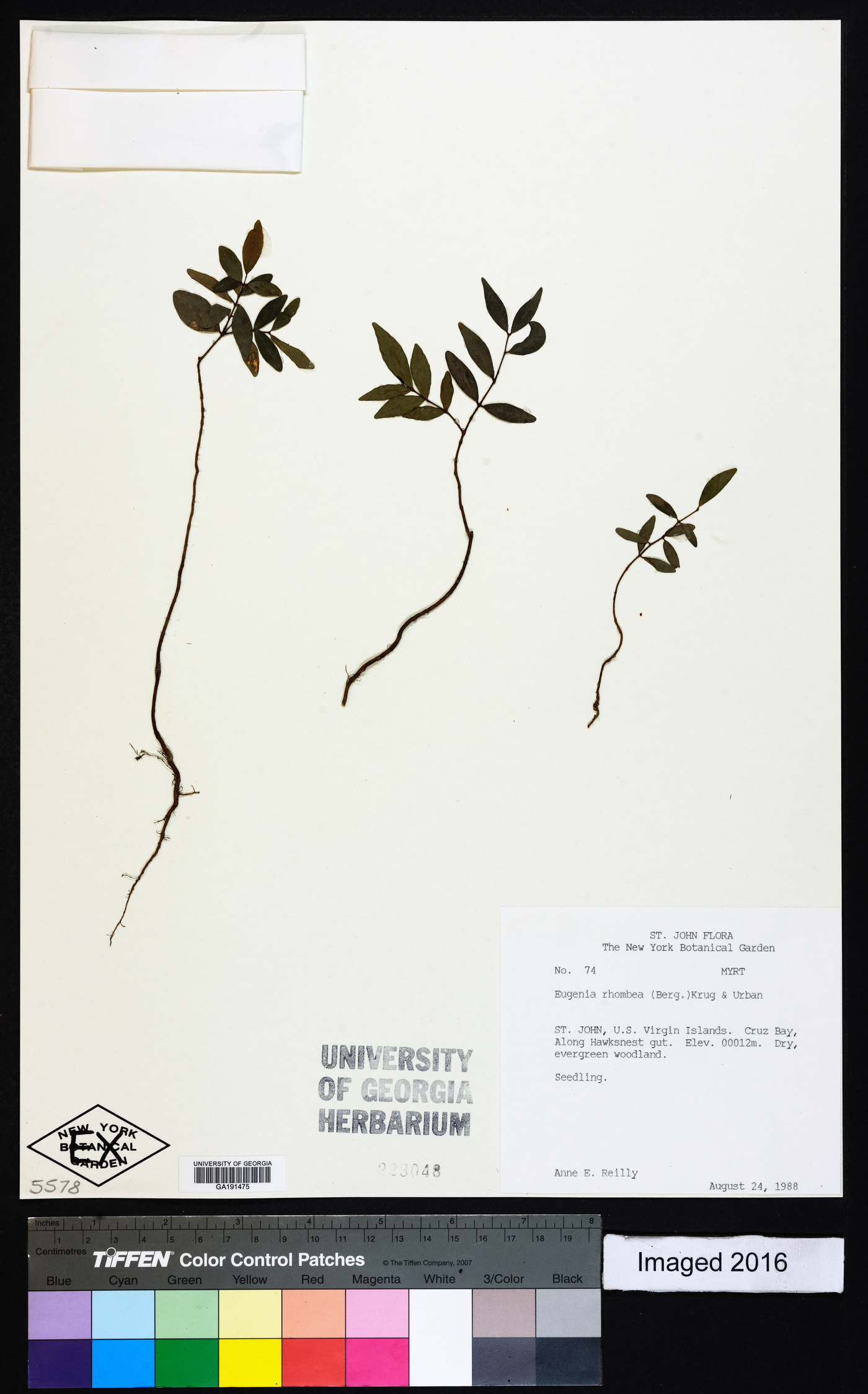 Eugenia rhombea image