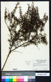 Leptospermum scoparium image