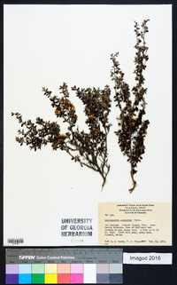 Leptospermum scoparium image