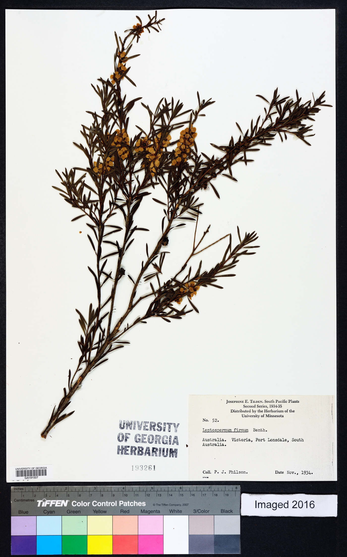 Homalospermum firmum image