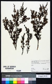 Kunzea ericoides image
