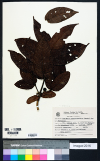 Image of Myrcia anacardiifolia