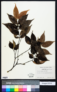 Myrcia splendens image