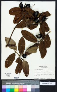 Psidium guajava image